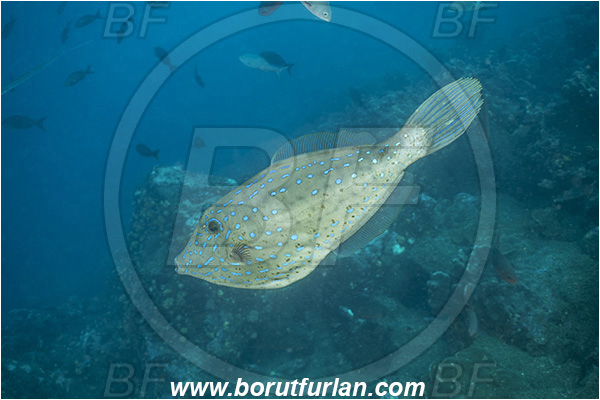 Isla Wolf, Galapagos islands, Ecuador, Pacific ocean, Aluterus scriptus, Aluterus, Monacanthidae, Scrawled Filefish, Filefish, Fish, Reef