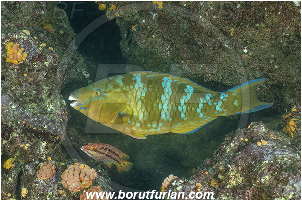 Isla Wolf, Galapagos islands, Ecuador, Pacific ocean, Fish, Reef, Scarus ghobban, Scarus, Scaridae, Blue-barred parrotfish, Bluechin parrotfish, Parrotfish
