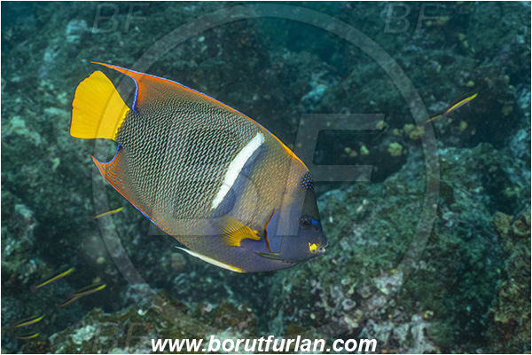 Isla Wolf, Galapagos islands, Ecuador, Pacific ocean, Holacanthus passer, Holacanthus, Pomacanthidae, King angelfish, Angelfish, Fish