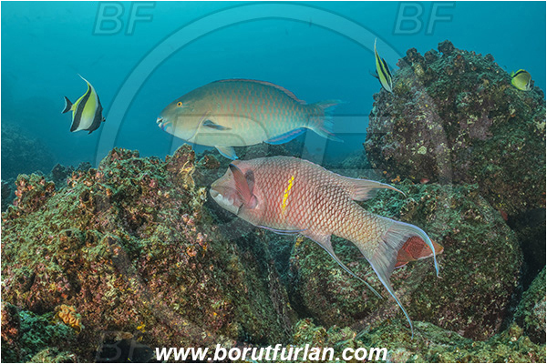 Isla Wolf, Galapagos islands, Ecuador, Pacific ocean, Bodianus diplotaenia, Bodianus, Labridae, Mexican hogfish - male, Hogfish, Fish, Reef, Scarus ghobban, Scarus, Scaridae, Blue-barred parrotfish, Bluechin parrotfish, Parrotfish