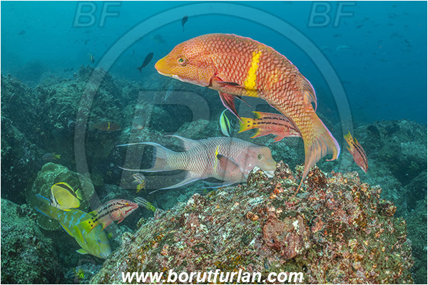 Isla Wolf, Galapagos islands, Ecuador, Pacific ocean, Bodianus diplotaenia, Bodianus, Labridae, Mexican hogfish - male - female, Hogfish, Fish, Reef