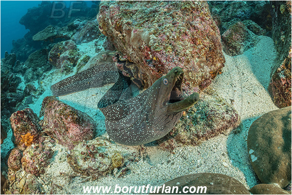 Isla Wolf, Galapagos islands, Ecuador, Pacific ocean, Gymnothorax dovii, Gymnothorax, Muraenidae, Fine-spotted moray, Moray, Reef