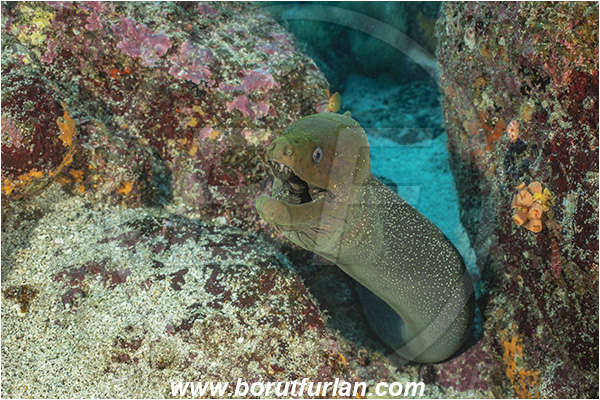 Isla Wolf, Galapagos islands, Ecuador, Pacific ocean, Gymnothorax dovii, Gymnothorax, Muraenidae, Fine-spotted moray, Moray, Portrait