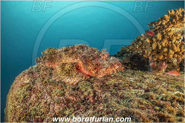 Isla Wolf, Galapagos islands, Ecuador, Pacific ocean, Fish, Reef, Scorpaena plumieri, Scorpaena, Scorpaenidae, Spotted scorpionfish, Scorpionfish