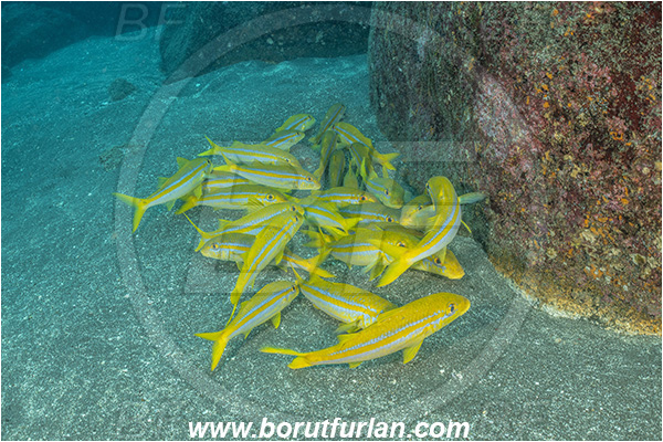 Isla Wolf, Galapagos islands, Ecuador, Pacific ocean, Mulloidichthys dentatus, Mulloidichthys, Mullidae, Mexican goatfish, Goatfish, Fish, Fish school, Reef