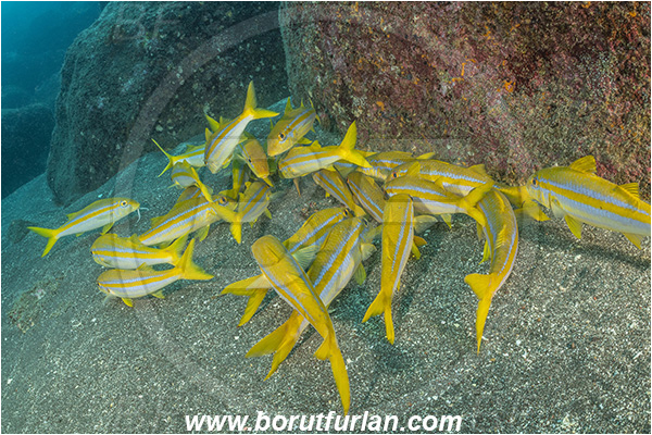 Isla Wolf, Galapagos islands, Ecuador, Pacific ocean, Mulloidichthys dentatus, Mulloidichthys, Mullidae, Mexican goatfish, Goatfish, Fish, Fish school, Reef