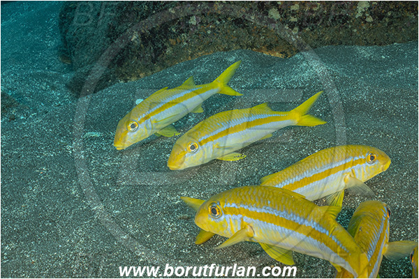 Isla Wolf, Galapagos islands, Ecuador, Pacific ocean, Mulloidichthys dentatus, Mulloidichthys, Mullidae, Mexican goatfish, Goatfish, Fish, Fish school, Reef