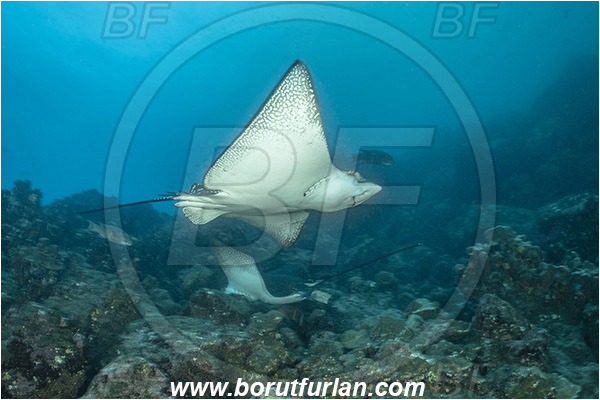 Isla Wolf, Galapagos islands, Ecuador, Pacific ocean, Aetobatus narinari, Aetobatus, Myliobatidae, Elasmobranchii, Spotted eagle ray, Eagle ray, Fish, Reef