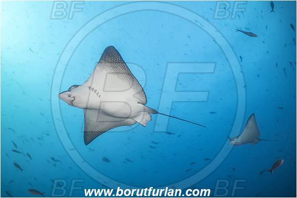 Isla Wolf, Galapagos islands, Ecuador, Pacific ocean, Aetobatus narinari, Aetobatus, Myliobatidae, Elasmobranchii, Spotted eagle ray, Eagle ray, Fish