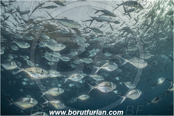 Isla Wolf, Galapagos islands, Ecuador, Pacific ocean, Trachinotus stilbe, Trachinotus, Carangidae, Steel Pompano, Pompano, Fish, Fish school