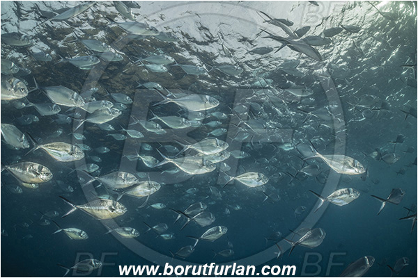 Isla Wolf, Galapagos islands, Ecuador, Pacific ocean, Trachinotus stilbe, Trachinotus, Carangidae, Steel Pompano, Pompano, Fish, Fish school