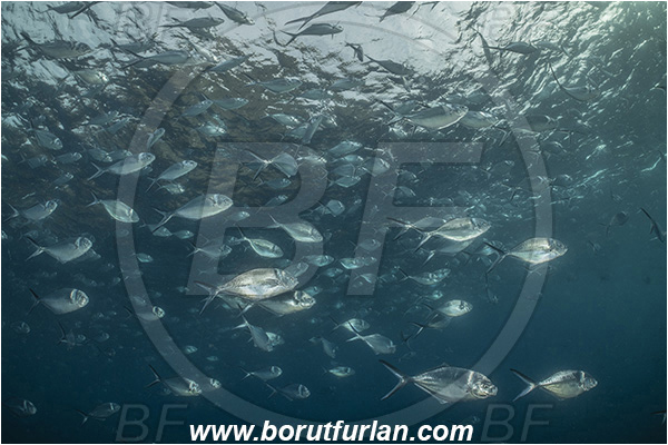 Isla Wolf, Galapagos islands, Ecuador, Pacific ocean, Trachinotus stilbe, Trachinotus, Carangidae, Steel Pompano, Pompano, Fish, Fish school