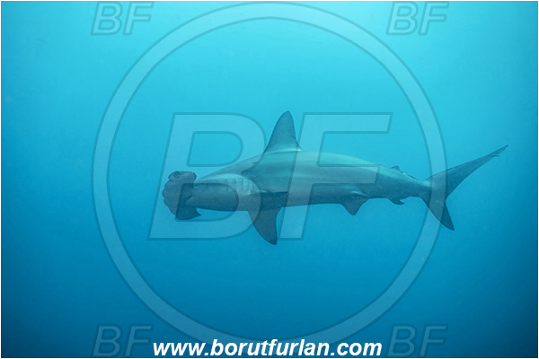Isla Wolf, Galapagos islands, Ecuador, Pacific ocean, Sphyrna lewini, Sphyrna, Sphyrnidae, Elasmobranchii, Scalloped Hammerhead, Hammerhead, Shark, Fish