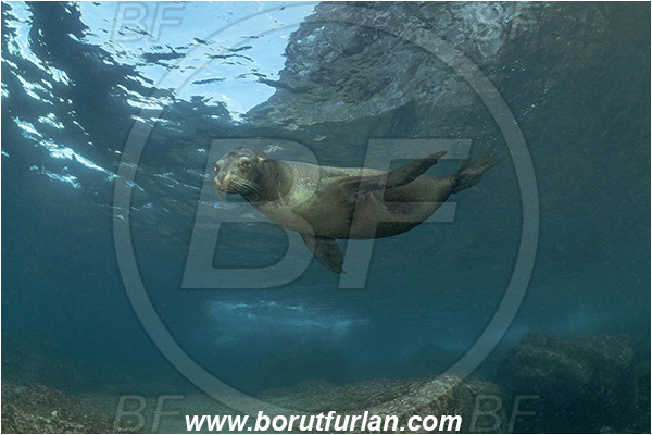 Isla Wolf, Galapagos islands, Ecuador, Pacific ocean, Mammalia, Mammalian, Reef, Seal, Zalophus, Zalophus wollebaeki, Galapagos sea lion, Sea lion