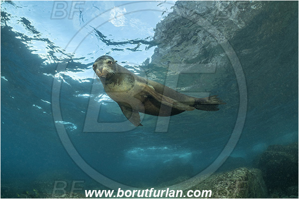 Isla Wolf, Galapagos islands, Ecuador, Pacific ocean, Mammalia, Mammalian, Reef, Seal, Zalophus, Zalophus wollebaeki, Galapagos sea lion, Sea lion