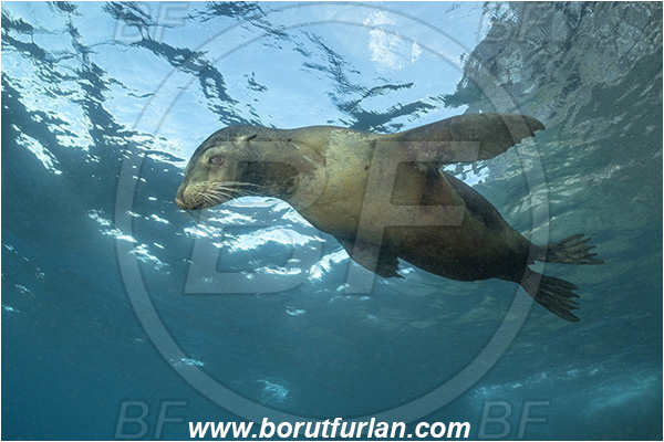 Isla Wolf, Galapagos islands, Ecuador, Pacific ocean, Mammalia, Mammalian, Reef, Seal, Zalophus, Zalophus wollebaeki, Galapagos sea lion, Sea lion