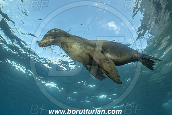 Isla Wolf, Galapagos islands, Ecuador, Pacific ocean, Mammalia, Mammalian, Reef, Seal, Zalophus, Zalophus wollebaeki, Galapagos sea lion, Sea lion