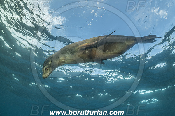 Isla Wolf, Galapagos islands, Ecuador, Pacific ocean, Mammalia, Mammalian, Reef, Seal, Zalophus, Zalophus wollebaeki, Galapagos sea lion, Sea lion