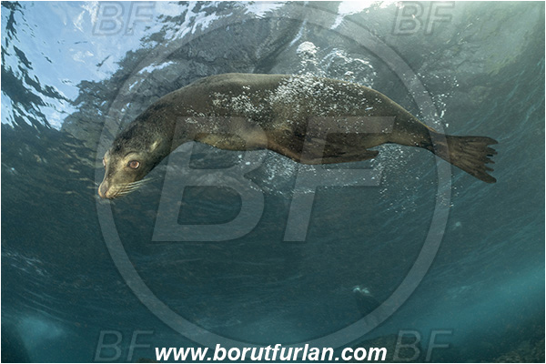 Isla Wolf, Galapagos islands, Ecuador, Pacific ocean, Mammalia, Mammalian, Reef, Seal, Zalophus, Zalophus wollebaeki, Galapagos sea lion, Sea lion
