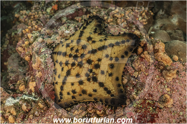 Isla Isabela, Galapagos islands, Ecuador, Pacific ocean, Nidorellia armata, Nidorellia, Oreasteridae, Asteroidea, Echinodermata, Echinoderm, Chocolate Chip Starfish, Starfish