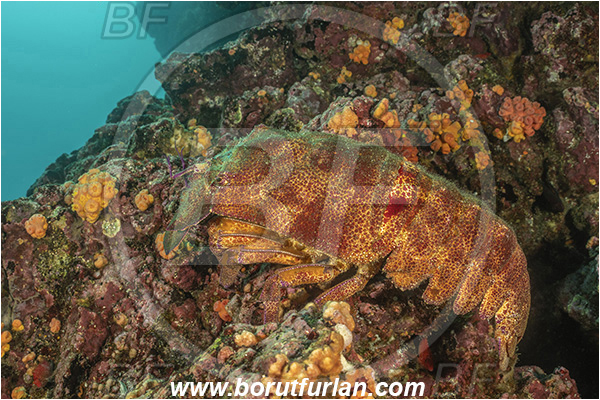 Isla Isabela, Galapagos islands, Ecuador, Pacific ocean, Scyllarides astori, Scyllarides, Scyllaridae, Decapoda, Galapagos slipper lobster, Lobster, Crustacea, Crustacean