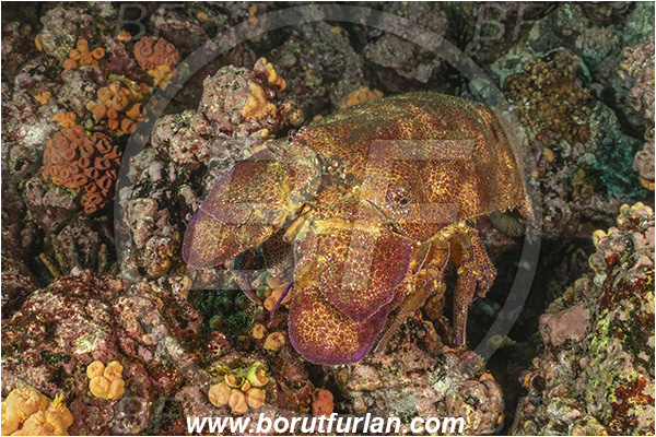Isla Isabela, Galapagos islands, Ecuador, Pacific ocean, Scyllarides astori, Scyllarides, Scyllaridae, Decapoda, Galapagos slipper lobster, Lobster, Crustacea, Crustacean