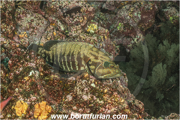 Isla Isabela, Galapagos islands, Ecuador, Pacific ocean, Cephalopholis panamensis, Cephalopholis, Serranidae, Pacific graysby, Panama graysby, Grouper, Fish