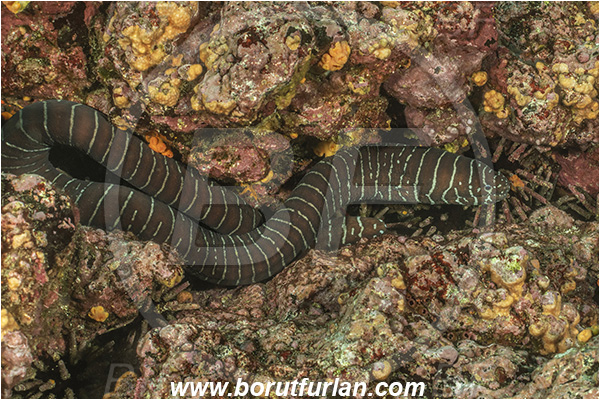 Isla Isabela, Galapagos islands, Ecuador, Pacific ocean, Gymnomuraena zebra, Gymnomuraena, Muraenidae, Zebra moray, Moray, Fish