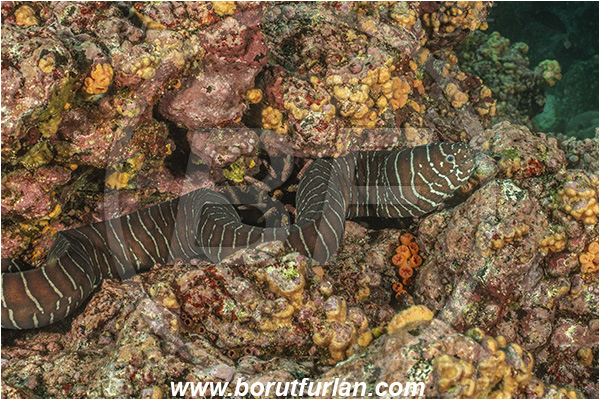 Isla Isabela, Galapagos islands, Ecuador, Pacific ocean, Gymnomuraena zebra, Gymnomuraena, Muraenidae, Zebra moray, Moray, Fish