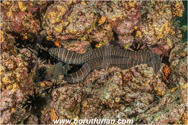 Isla Isabela, Galapagos islands, Ecuador, Pacific ocean, Gymnomuraena zebra, Gymnomuraena, Muraenidae, Zebra moray, Moray, Fish
