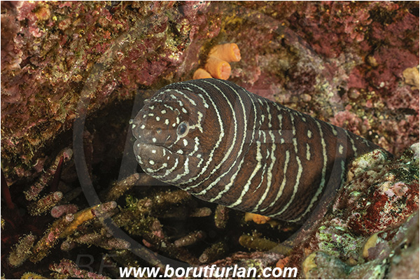 Isla Isabela, Galapagos islands, Ecuador, Pacific ocean, Gymnomuraena zebra, Gymnomuraena, Muraenidae, Zebra moray, Moray, Fish, Portrait