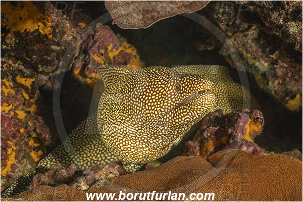 Isla Isabela, Galapagos islands, Ecuador, Pacific ocean, Gymnothorax meleagris, Gymnothorax, Muraenidae, White-mouth Moray, Moray, Fish, Portrait