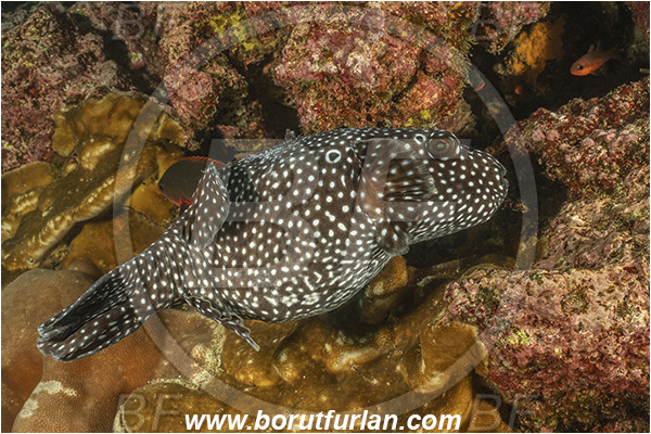 Isla Isabela, Galapagos islands, Ecuador, Pacific ocean, Arothron meleagris, Arothron, Tetraodontidae, Guineafowl puffer, Puffer, Fish