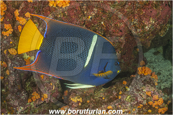 Isla Isabela, Galapagos islands, Ecuador, Pacific ocean, Holacanthus passer, Holacanthus, Pomacanthidae, King angelfish, Angelfish, Fish