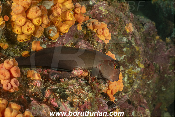 Isla Isabela, Galapagos islands, Ecuador, Pacific ocean, Ophioblennius steindachneri, Ophioblennius, Blenniidae, Panamic Fanged Blenny, Blenny, Fish