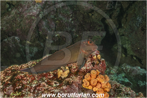 Isla Isabela, Galapagos islands, Ecuador, Pacific ocean, Ophioblennius steindachneri, Ophioblennius, Blenniidae, Panamic Fanged Blenny, Blenny, Fish