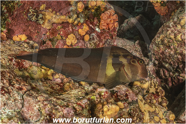 Isla Isabela, Galapagos islands, Ecuador, Pacific ocean, Ophioblennius steindachneri, Ophioblennius, Blenniidae, Panamic Fanged Blenny, Blenny, Fish