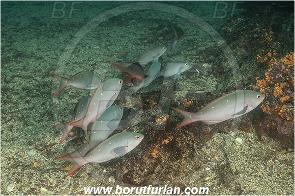 Isla Isabela, Galapagos islands, Ecuador, Pacific ocean, Paranthias colonus, Paranthias, Serranidae, Pacific creole-fish, Creole-fish, Fish, Fish school