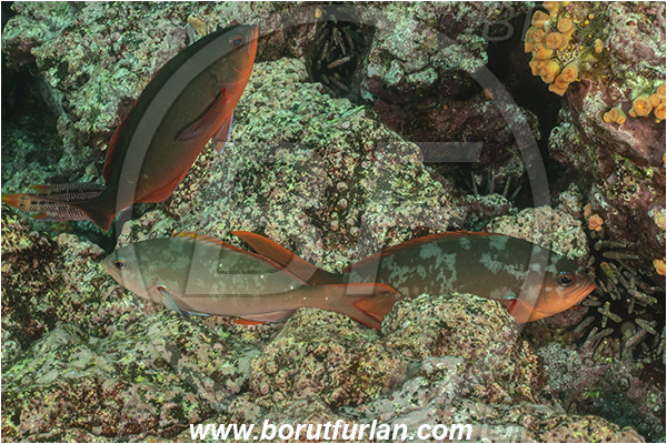 Isla Isabela, Galapagos islands, Ecuador, Pacific ocean, Paranthias colonus, Paranthias, Serranidae, Pacific creole-fish, Creole-fish, Fish