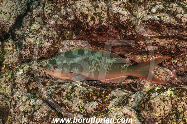 Isla Isabela, Galapagos islands, Ecuador, Pacific ocean, Paranthias colonus, Paranthias, Serranidae, Pacific creole-fish, Creole-fish, Fish