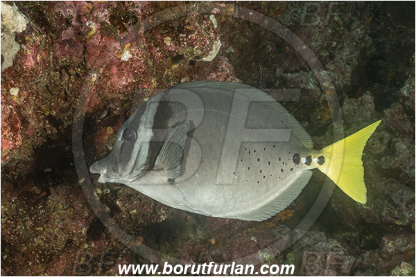 Isla San Salvador, Galapagos islands, Ecuador, Pacific ocean, Prionurus laticlavius, Prionurus, Acanthuridae, Razor Surgeonfish, Surgeonfish, Fish