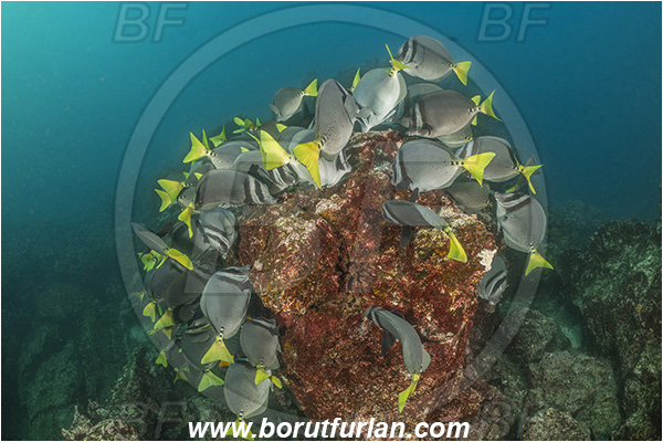 Isla San Salvador, Galapagos islands, Ecuador, Pacific ocean, Prionurus laticlavius, Prionurus, Acanthuridae, Razor Surgeonfish, Surgeonfish, Fish, Fish school, Reef