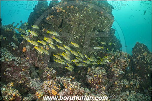 Isla Isabela, Galapagos islands, Ecuador, Pacific ocean, Lutjanus viridis, Lutjanus, Lutjanidae, Blue and gold snapper, Snapper, Fish, Fish school, Reef