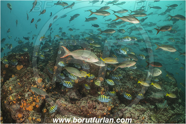 Isla Isabela, Galapagos islands, Ecuador, Pacific ocean, Paranthias colonus, Paranthias, Serranidae, Pacific creole-fish, Creole-fish, Fish, Fish school, Abudefduf troschelii, Abudefduf, Pomacentridae, Panamic sergeant major, Sergeant major
