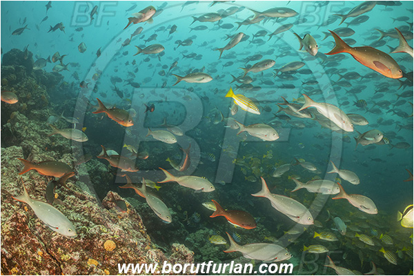 Isla Isabela, Galapagos islands, Ecuador, Pacific ocean, Paranthias colonus, Paranthias, Serranidae, Pacific creole-fish, Creole-fish, Fish, Fish school