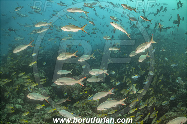 Isla Isabela, Galapagos islands, Ecuador, Pacific ocean, Paranthias colonus, Paranthias, Serranidae, Pacific creole-fish, Creole-fish, Fish, Fish school