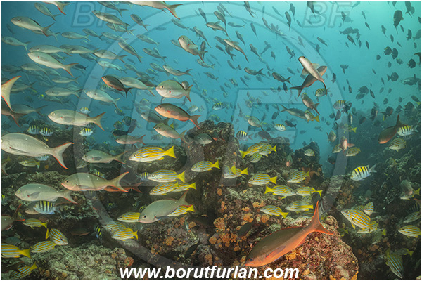 Isla Isabela, Galapagos islands, Ecuador, Pacific ocean, Paranthias colonus, Paranthias, Serranidae, Pacific creole-fish, Creole-fish, Fish, Fish school, Lutjanus viridis, Lutjanus, Lutjanidae, Blue-and-gold snapper, Snapper
