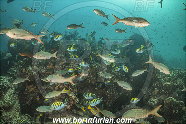Isla Isabela, Galapagos islands, Ecuador, Pacific ocean, Paranthias colonus, Paranthias, Serranidae, Pacific creole-fish, Creole-fish, Fish, Fish school, Abudefduf troschelii, Abudefduf, Pomacentridae, Panamic sergeant major, Sergeant major