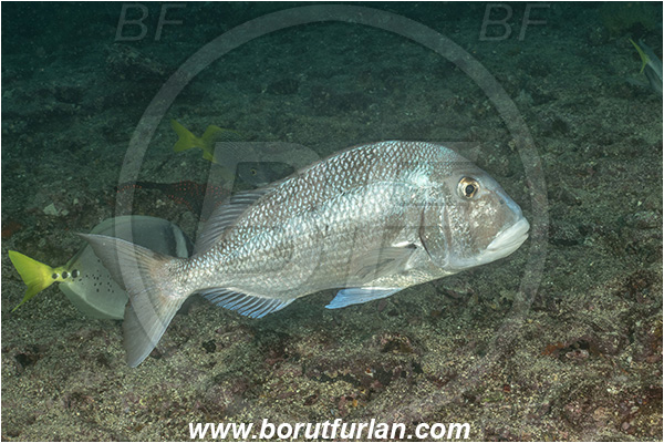 Isla San Salvador, Galapagos islands, Ecuador, Pacific ocean, Calamus taurinusi, Calamus, Sparidae, Galapagos porgy, Porgy, Fish