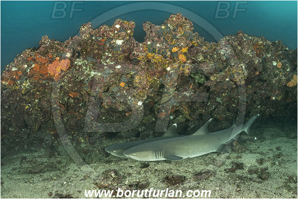 Isla San Salvador, Galapagos islands, Ecuador, Pacific ocean, Triaenodon obesus, Triaenodon, Carcharhinidae, Elasmobranchii, Whitetip reef shark, Shark, Fish, Reef